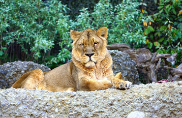 A lioness sitting on a rock