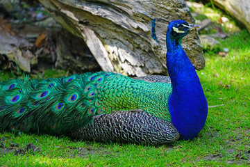 Colorful green and blue peacock bird with plume feathers