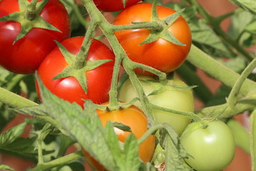 Bio-Tomaten im eigenen Garten, Tomatenpflanze, Cocktail-Tomaten