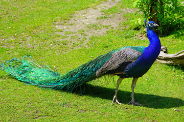 Colorful green and blue peacock bird with plume feathers