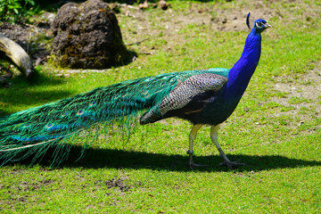 Obraz premium Colorful green and blue peacock bird with plume feathers
