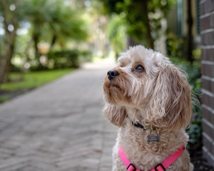portrait of a cavapoo puppy dog