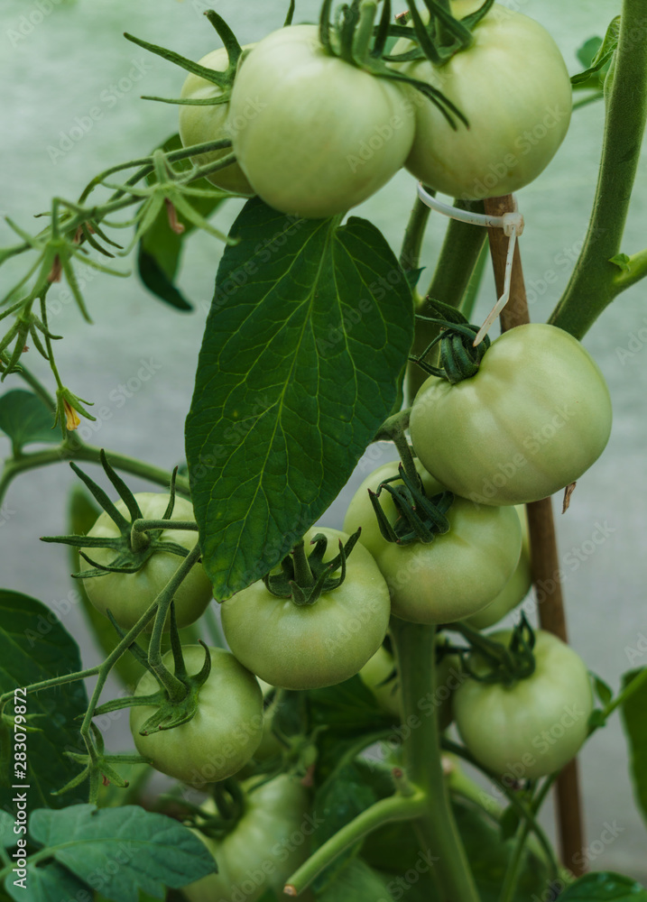 Sticker Bush with green tomatoes in the greenhouse.