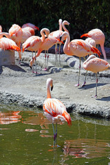 Pink flamingo birds standing on one leg
