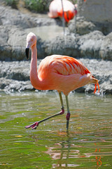 Pink flamingo birds standing on one leg