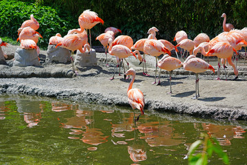 Naklejka premium Pink flamingo birds standing on one leg