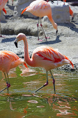 Pink flamingo birds standing on one leg