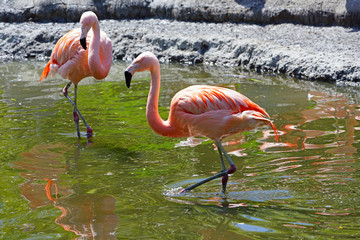 Pink flamingo birds standing on one leg
