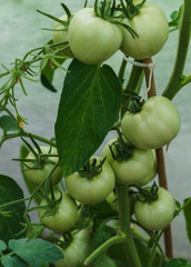 Bush with green tomatoes in the greenhouse.