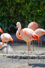 Pink flamingo birds standing on one leg
