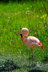 Pink flamingo birds standing on one leg