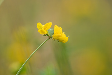 yellow daffodil on green background