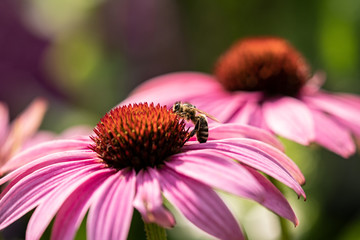 bee on flower