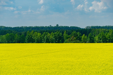 Nature view of bright yellow oilseed rape field. Rapeseed field under the blue sky on dark green forest background. Copy space for text using as natural background, flowers landscape, ecology concept