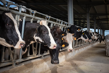 Dairy black and white cows in a farm. Puglia region, Italy