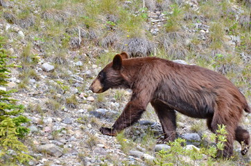 Brown Colored Black Bear in Jasper National Park