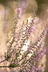 purple flowers in field