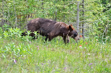 Brown Colored Black Bear in Jasper National Park
