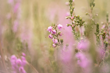 purple flowers in the garden