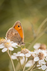 butterfly on flower