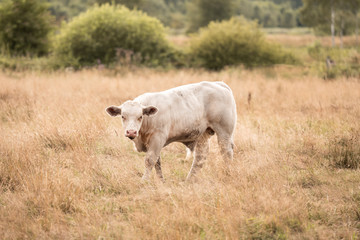 cows in field