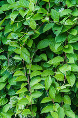 Green vine from leaves of Chinese magnolia vine garden.