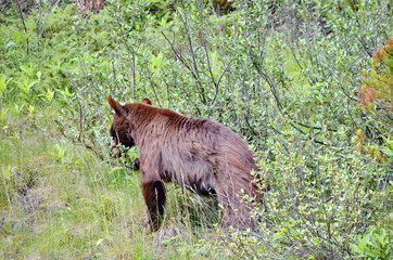 Brown Colored Black Bear in Jasper National Park