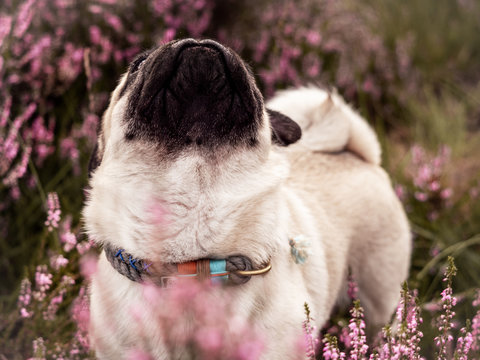 dog in park