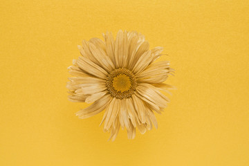 Golden colour flower. Golden Daisy flower on gloden background. Top view, copy space