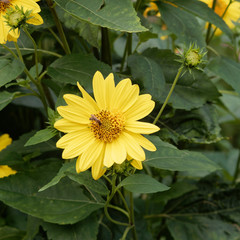 Gros plan sur fleur jaune citron de tournesol vivace ou hélianthe à dix pétales au nectar butiné par une abeille  (Helianthus decapetalus 'Meteor')