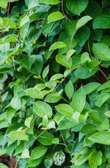 Green vine from leaves of Chinese magnolia vine garden.