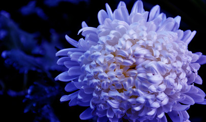 flower on blue background
