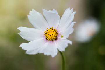Cosmea flower is white. One flower on a green background.