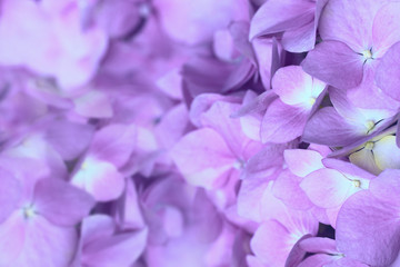 floral abstract background. hydrangea flowers close up. lilac flowers macro.