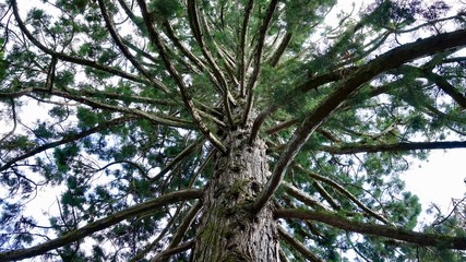 Baumäste, Verästelung von unten, Baum