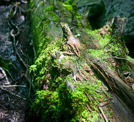 Moss on Fallen Tree