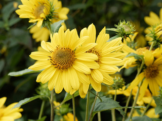 Gros plan sur fleur jaune citron de tournesol vivace ou hélianthe à dix pétales