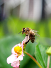 Biene auf Erdbeerblüte