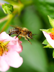 Biene auf Erdbeerblüte