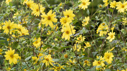 Tournesol à feuilles minces ou hélianthe à dix pétales jaune or et au coeur jaune orangé...