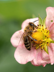 Biene auf Erdbeerblüte