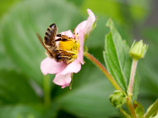 Biene auf Erdbeerblüte