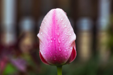 tulip in the garden. red tulip. tulip with water drops