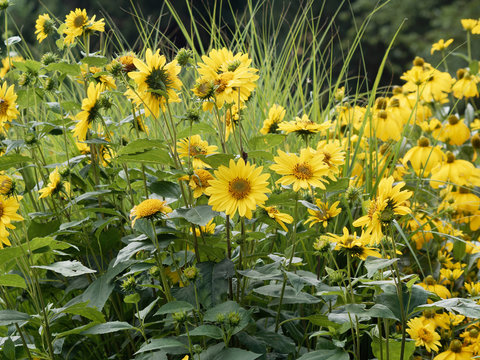 (Helianthus decapetalus 'Meteor') Massif de hautes tige de tournesol vivace ou h&eacute;lianthes &agrave; dix p&eacute;tales aux ligules jaunes or et au coeur jaune orang&eacute; 