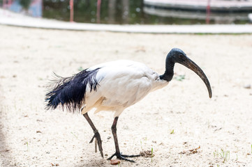 Ibis is an Egyptian mythological bird.