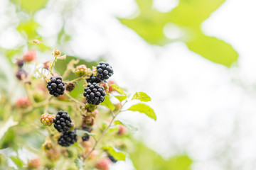 wilde Brombeeren zur Erntezeit am Strauch oder Busch in der Natur zum pflücken und ernten für Selbstversorger