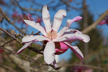 Magnolia stellata 'Rosea'	