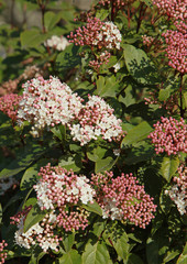 Fototapeta premium Fleurs de Viburnum tinus 