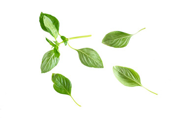 Basil leaf isolated on white background
