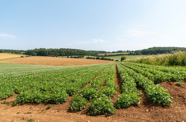 Fototapeta na wymiar Gloucestershire, England, UK. August 2019. A crop of Markies variety of potatoes growing in a field near Ford in Gloucestershire